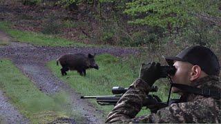 Saujagd | Schwarzwild auf dem Rückwechsel - Jagdkrone