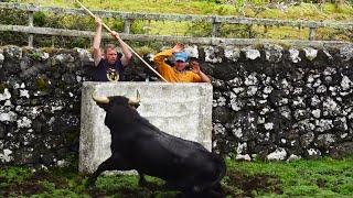 JAF - Most Powerful Street Fighting Bulls 2024 - Os Puros Para Touradas à Corda Ilha Terceira Açores