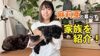 【麻莉亜宅ファミリーメンバー全員紹介！】犬猫