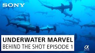 Filming Hammerhead Sharks with Paul Nicklen | Behind the Shot Ep. 1