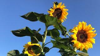 GROWING GIANT SUNFLOWERS | Come Grow with Me | Home Grown Sunflowers