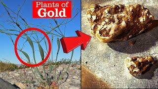  The Secret Plant That Reveals GOLD Nuggets! 