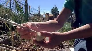 Simply Canning Growing and Harvesting Garlic