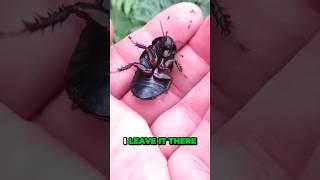 BUG IN THE BUG PLAYGROUND #zoeslogic #BUGS #BUGHIUNT