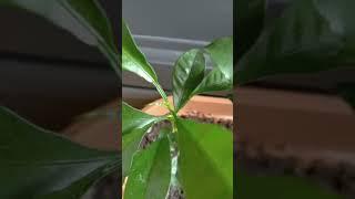 Five tangerine plants grown from seeds!