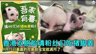 9月14日 香港龙凤胎宝宝马上满月，两姐弟请大家吃猪脚姜醋#panda  #香港大熊猫 #大熊猫盈盈