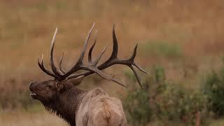 Wildlife Photography - 7x7 Bull Elk Bugling 4K stereo sound  ( huge elk)