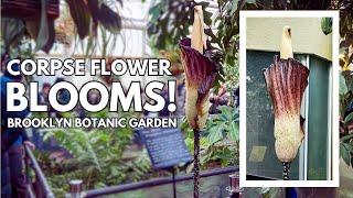 Rare Corpse Flower Blooms in NYC at the Brooklyn Botanic Garden!