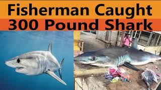 Fisherman Hooks 300 Pound Shark In Portland