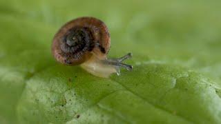 UK-Portugal snail-saving project hailed a success | AFP