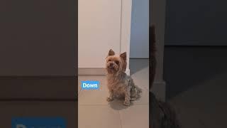 My dog loves doing tricks  #yorkie #dog #shorts