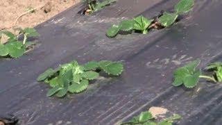 How to Kill Weeds With Plastic Sheeting Before Planting a Garden : Vegetable Gardening