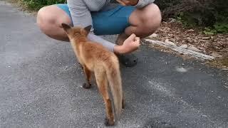 Fox attacks man