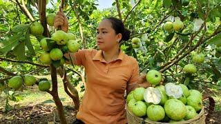 Harvesting Guava Fruit Goes to the market sell - Making garden - Lý Thị Ca