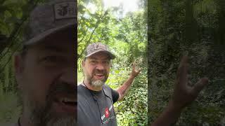 Deer are hammering the sprouts of this common native tree  #fsi #deerforage #whitetaildeer
