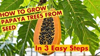 How To Grow Papaya Trees From Seed in 3 EASY STEPS !