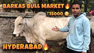 Barkas Bull Market| Hyderabad Old City|Qurbani Janwar | Best Bulls Of Hyderabad | #bakrid #eiduladha