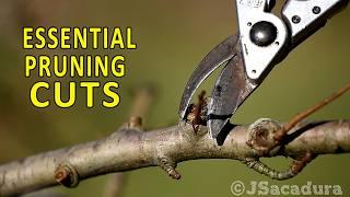 Pruning Fruit Trees | The 2 MAIN PRUNING CUTS