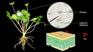 5ème - Les besoins des végétaux