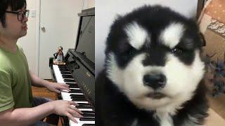 Piano Duet with Baby Husky singing an Expressive Song