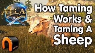 ATLAS How Taming Works & How To Tame A Sheep