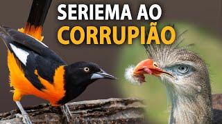 Da SERIEMA ao CORRUPIÃO: Aves incríveis pelos nossos Biomas!