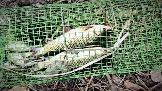 How to Make a Simple Wire Mesh Fish Trap at Home. |DIY |