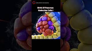 Birth Of Pancreas Endocrine Cells | #shorts #animation |