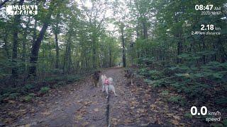 Husky Dogscooter: De Buunderkamp - Veluwe (2020/10/17)