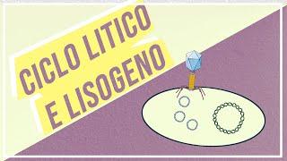 Ciclo litico e ciclo lisogeno | Pillole di Scienza