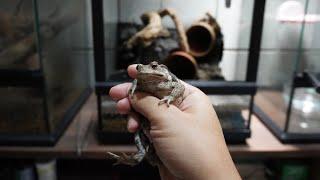 ヒキガエルの飼育水槽