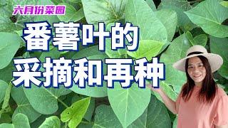 番薯叶的采收和再种   采摘番薯叶讲技巧就会越摘越多