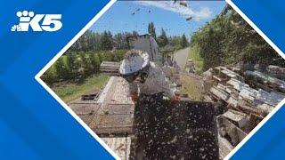 Millions of escaped bees turn wild