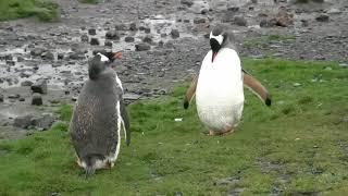 【正點旅遊】南喬治亞 Stromness Bay 的紳士企鵝（Gentoo Penguin）