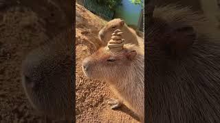 Capybara