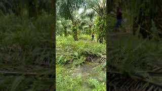 Kepergok di kebun sawit