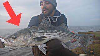 Striped Bass Disease Alert. The Alarming Rise of Mycobacteriosis