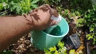 Walk Around My Aquaponics Bait Tank