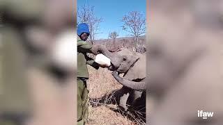 Lost elephant calf finds his way to a new herd