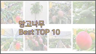 망고나무 최고 비교분석 가격, 상품평, 구매량 순위 TOP 10