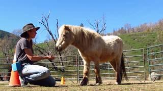 Intro to +R training with the horses at Fear-No-More Zoo CA