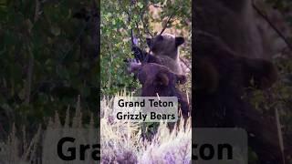 Grizzlies in Grand Teton #wyoming #bear #travel #wildlife #nationalparks #ytshorts #shorts #yt