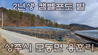 (240228)매매가 인하)상주시 모동면 용호리.2년생 캠벨포도밭 매매. 지하수관정시설 완비.농림지역(진흥구역).면적 662평 매매가 7300만원