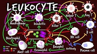 Leukocyte (BTS Dynamite Parody) | A Capella Science: Immunology I