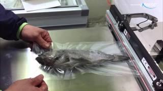 생선(동태) 진공포장기 AZ-450E
