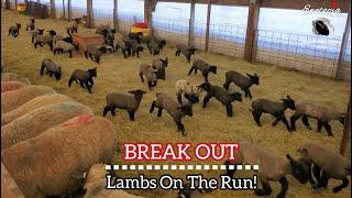 Lamb Escape Chaos! Suffolk Groups MIXED in the Barn