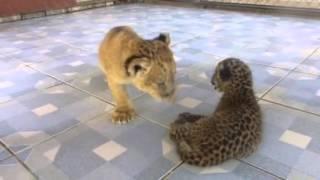 Lion and Leopard Cubs playing