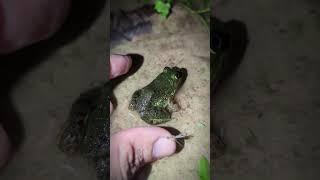 Catch the last big frog Hahaha | Catching Frogs | Tep longheng funny