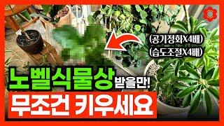 [과학적 진실] 대한민국 1등 공기정화 식물은?ㅣ집안에서 꼭 키워야하는 2024년 최고의 실내식물들🪴 (feat. 겨울철 필수 식물들)