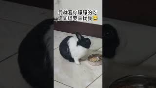 湯爸：看來沒白養 還知道誰給你飯吃！！#陪伴孩子的美好时光 #rabbit #道奇兔 #兔子 #湯圓 #吃播 #跳高